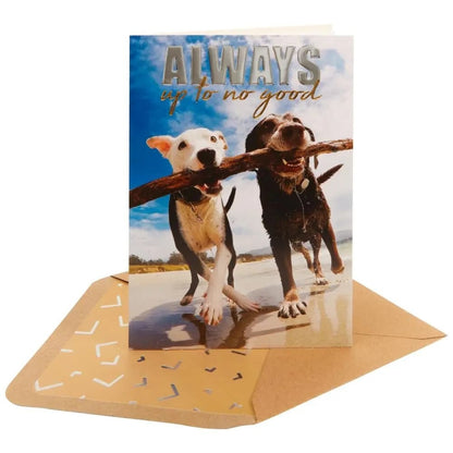 Two Dogs On Beach Friendship Card