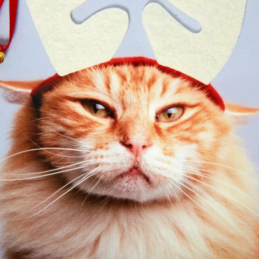 Photo Cat with Antlers Photo Christmas Card