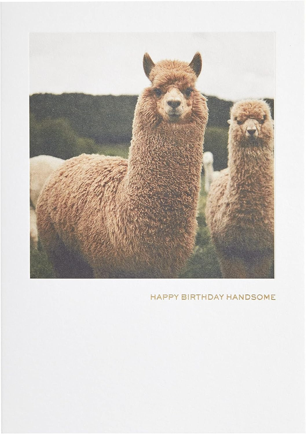 Llama Birthday Card