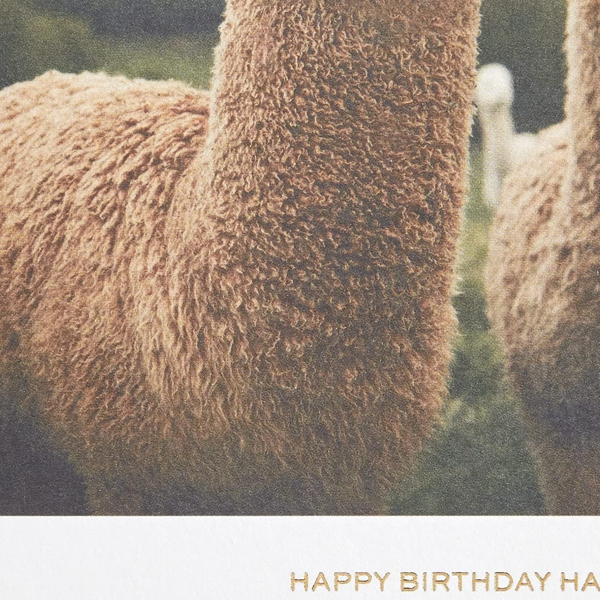 Llama Birthday Card