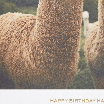 Llama Birthday Card