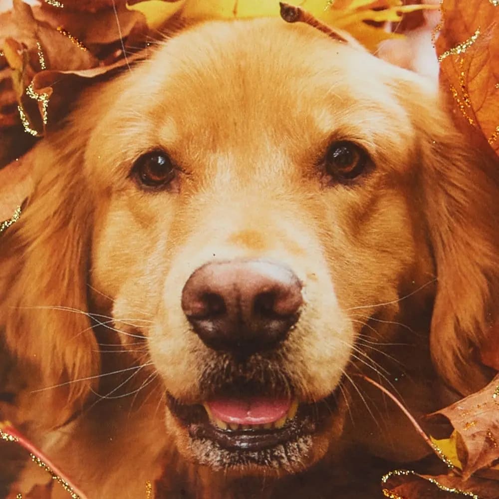 Photo Dog In Leaves Thanksgiving Card